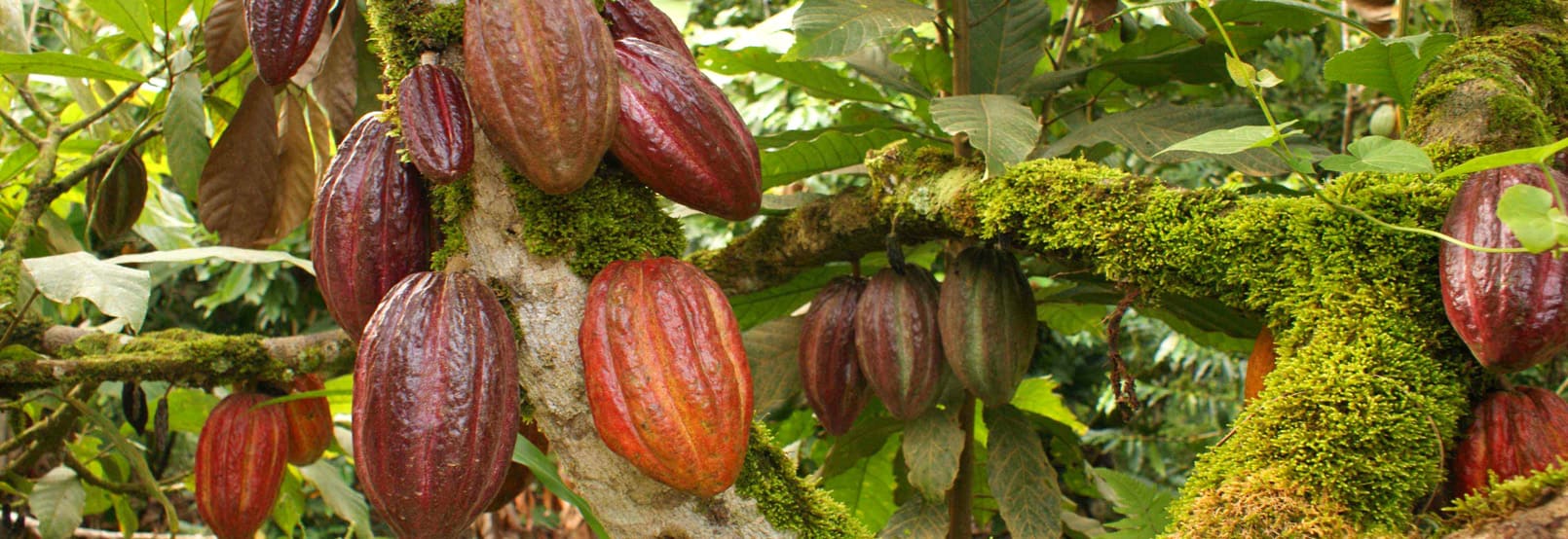 RUTA DEL CACAO EN TABASCO